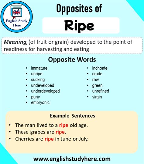 antonyms of ripe|synonym for ripe fruit.